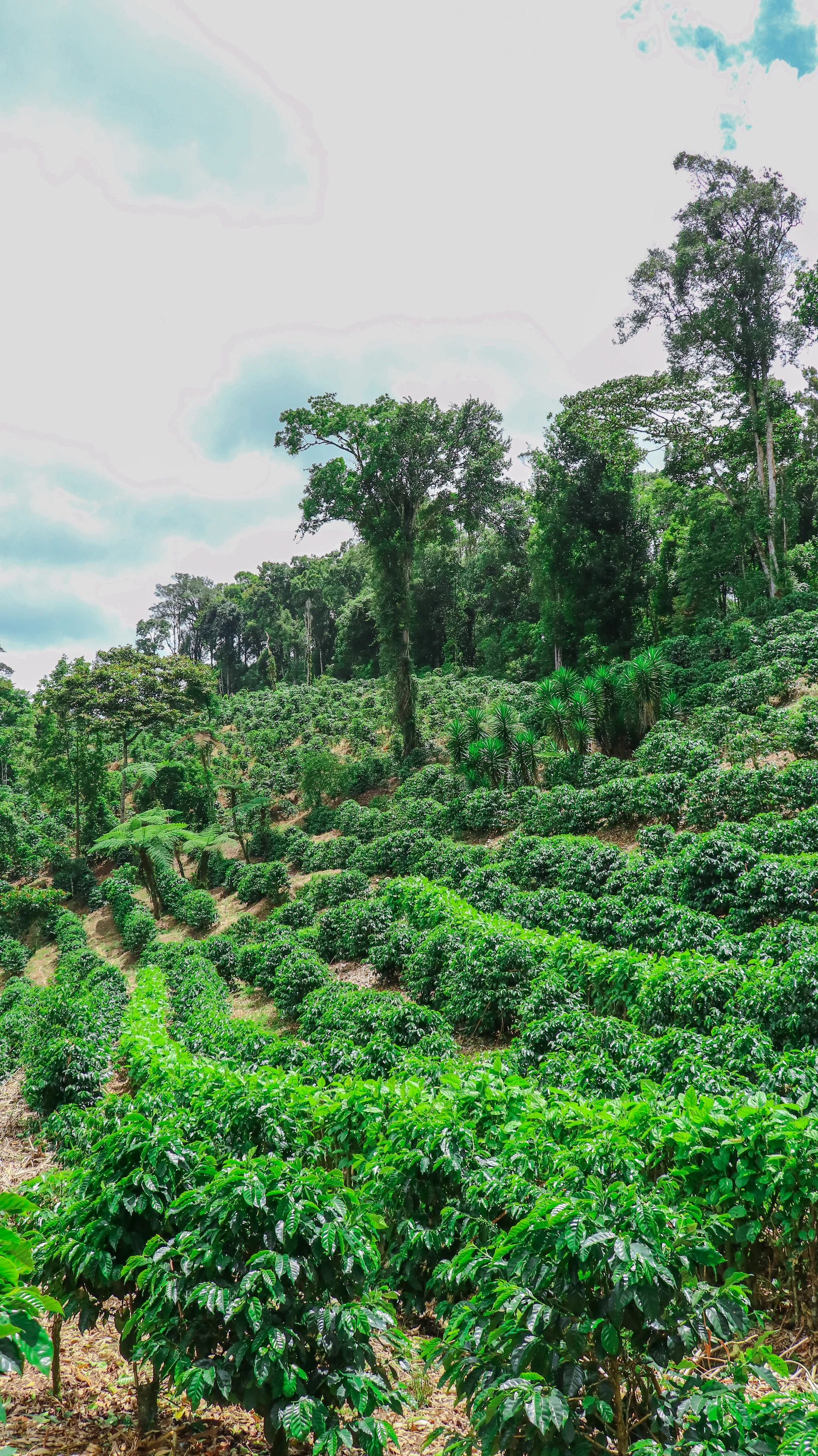 Denis Vallejos preparing specialty coffee