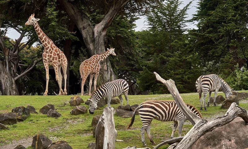 Safari Ponderosa (Liberia, Guanacaste) - African Wildlife Safari & Tropical Waterfalls